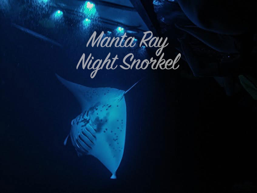 manta ray night snorkel