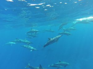 Dolphin Adventure