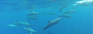 Morning Dolphin Adventure
