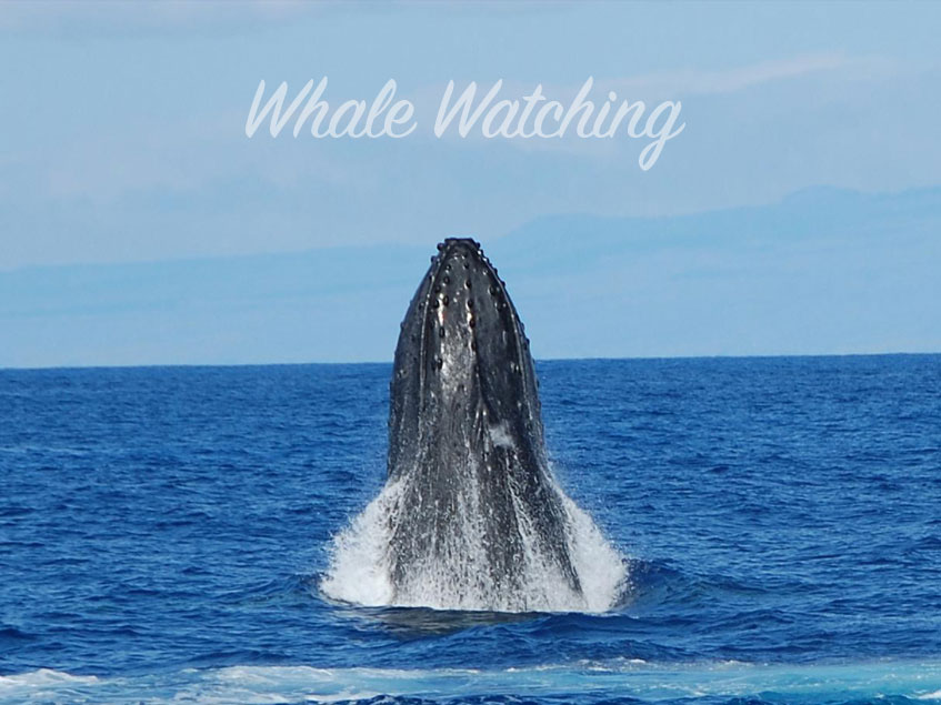 Join us for a Whale Watching